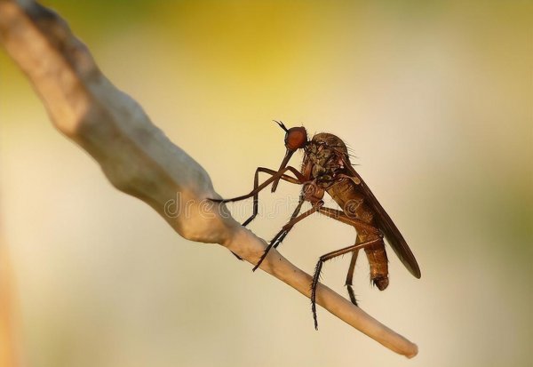 夏天苍蝇太多怎样消灭