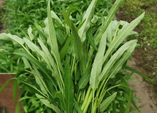 空心菜亩产量一般多少斤