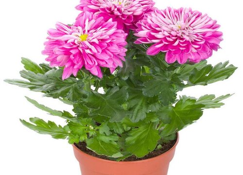 菊花适合大盆还是小盆