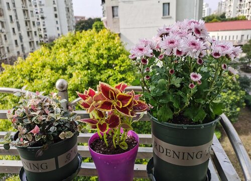 菊花适合大盆还是小盆