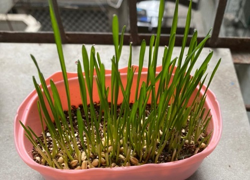 猫草怎么种植方法