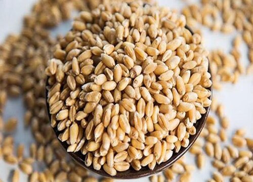 猫草怎么种植方法