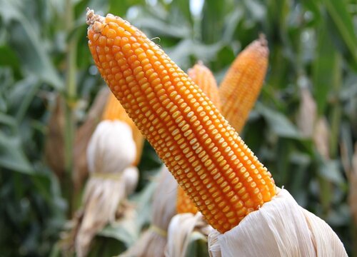 2023年春节前后玉米能涨价吗