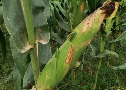 2023年春节前后玉米能涨价吗