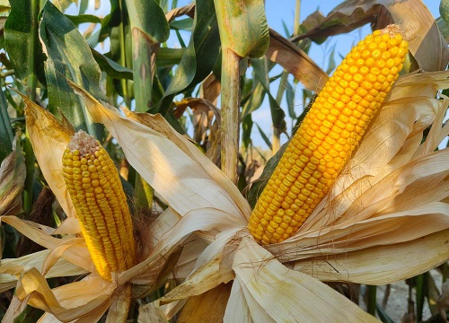 2023年春节前后玉米能涨价吗