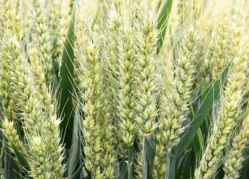 陕西高产小麦品种有哪些