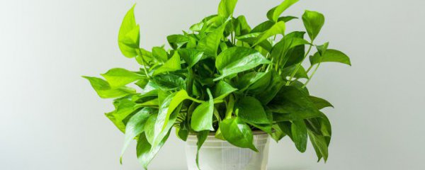 绿罗怎么养才能旺盛