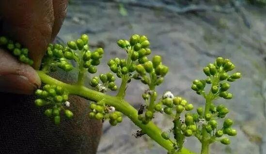 葡萄树什么时候开花