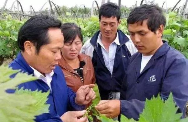 葡萄树什么时候开花