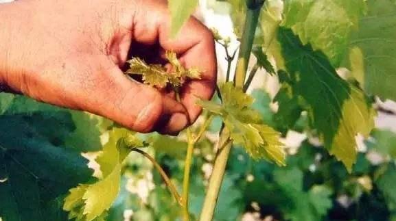 葡萄树什么时候开花