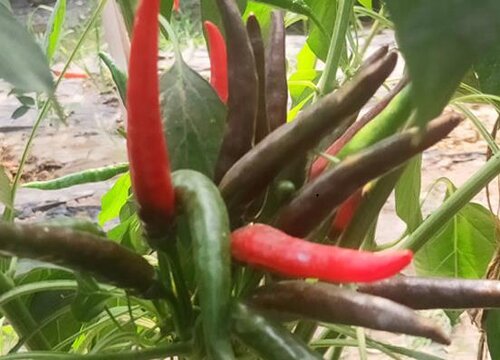 如何养护辣椒才能让其压满枝头