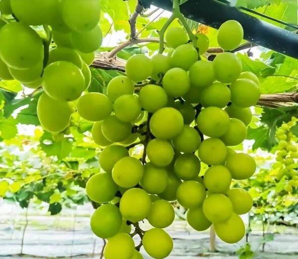 晴王葡萄为什么这么贵