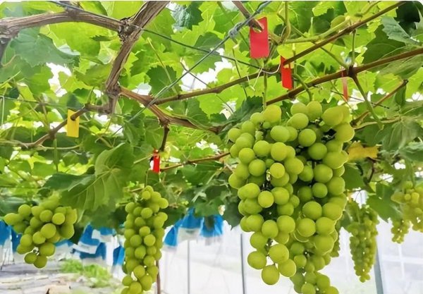 晴王葡萄为什么这么贵