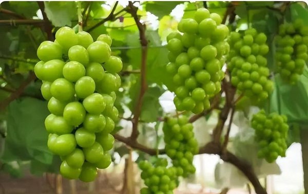 晴王葡萄为什么这么贵