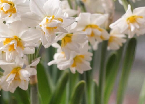 水仙花的生长变化情况