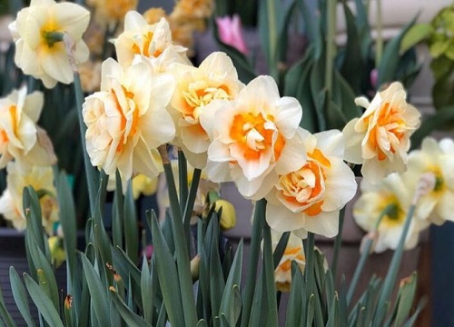 水仙花的生长变化情况