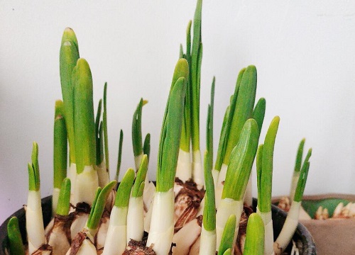 水仙花的生长变化情况