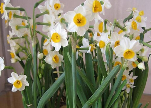 水仙花的生长变化情况