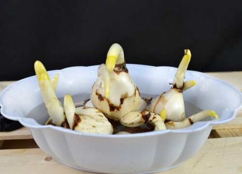 水仙花的生长变化情况