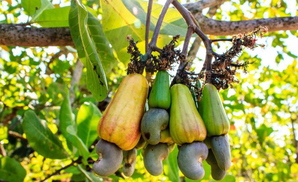 中国腰果产地是哪里