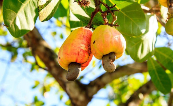 中国腰果产地是哪里