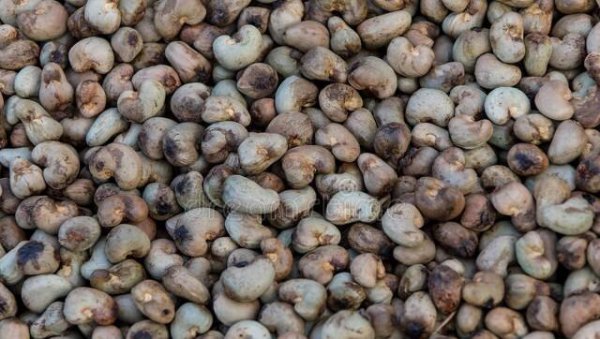 中国腰果产地是哪里