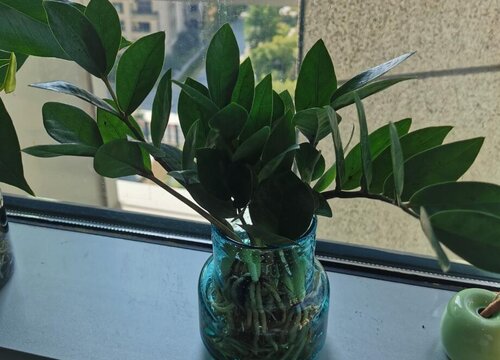 金钱树有哪些养护细节和保命技巧