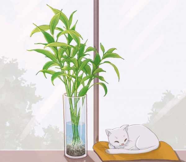 富贵竹会不会开花