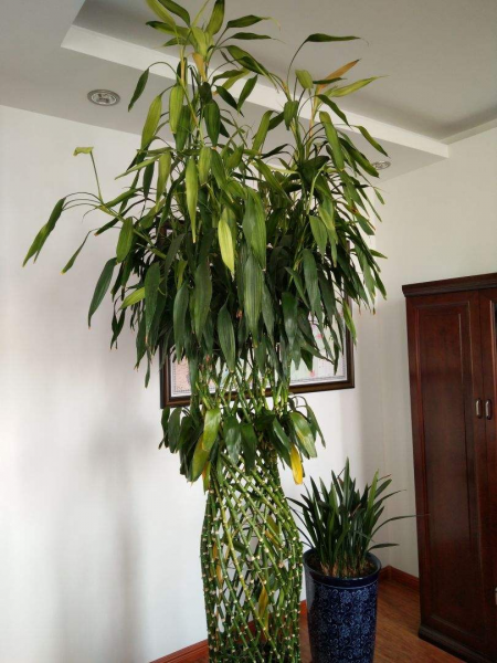 富贵竹会不会开花