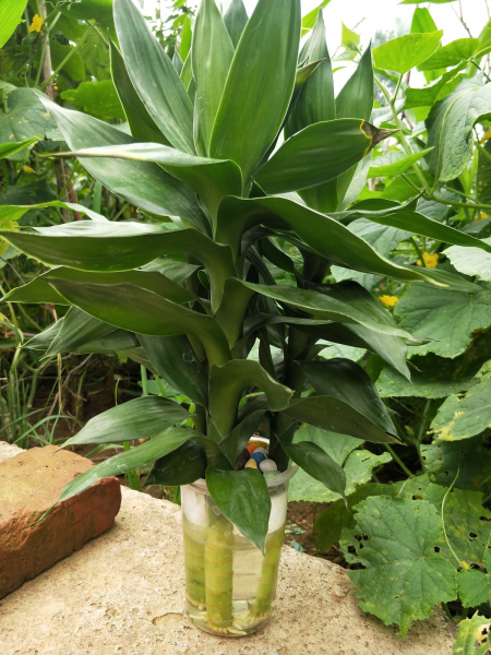 富贵竹会不会开花