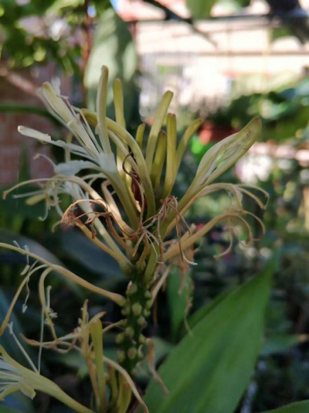 富贵竹会不会开花