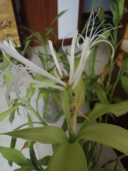 富贵竹会不会开花