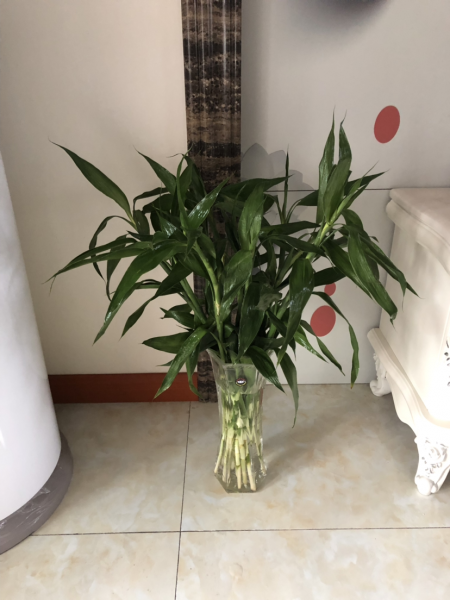 富贵竹会不会开花