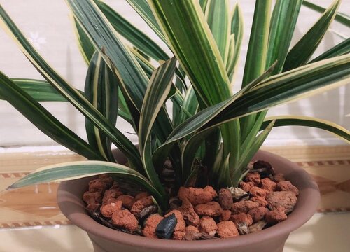 如何给兰花分株不伤根