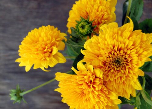 菊花的栽培技术