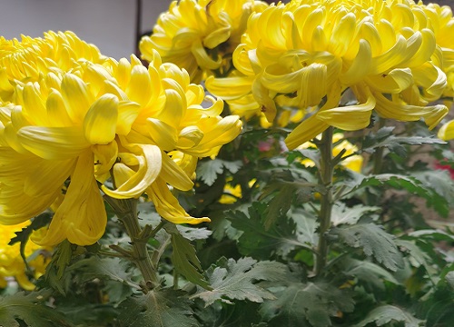 菊花的栽培技术