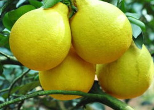 沙田柚什么时候上市