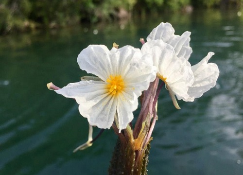 水性杨花泸沽湖几月开花