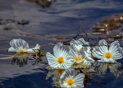 水性杨花泸沽湖几月开花