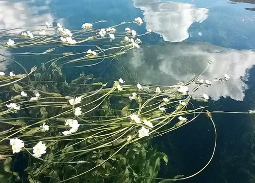 水性杨花泸沽湖几月开花