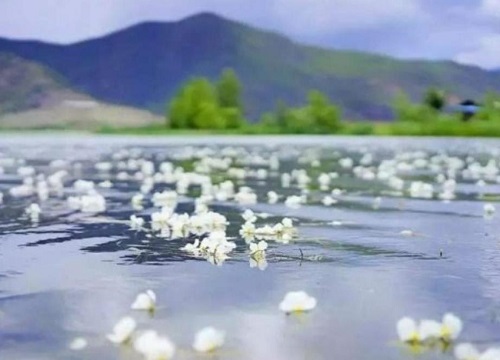 水性杨花泸沽湖几月开花