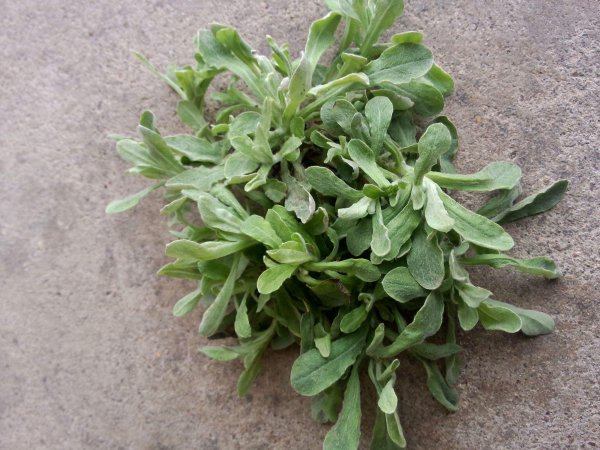 鼠曲草的功效与作用