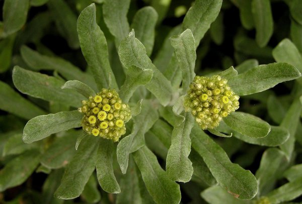 鼠曲草的功效与作用