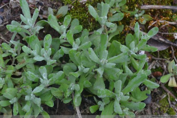 鼠曲草的功效与作用