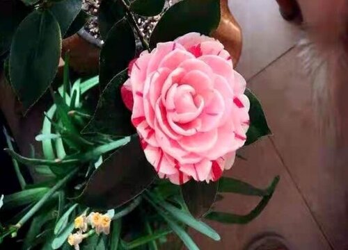 茶花需要把握哪些养护窍门叶片浓绿有质感