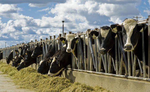 放养黄牛养殖成本与利润分析