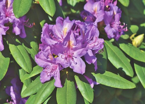 干枝杜鹃是国家保护植物吗