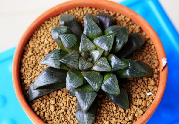 十二卷寿最漂亮的品种