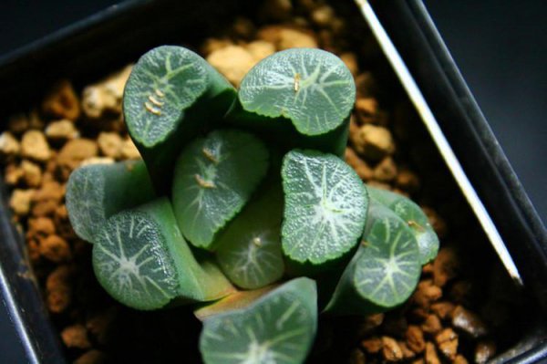 十二卷寿最漂亮的品种