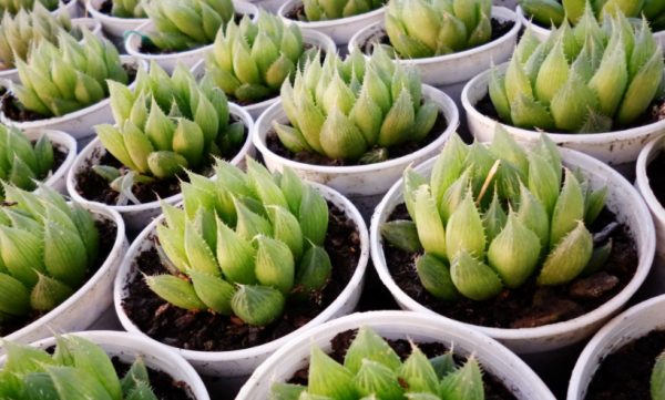 十二卷寿最漂亮的品种